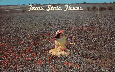 State Flower Of Texas TX