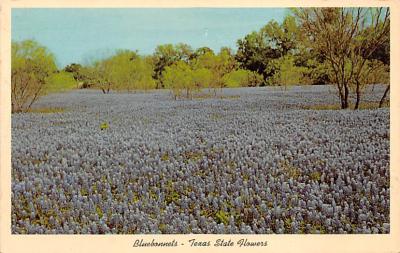 State Flower Of Texas TX