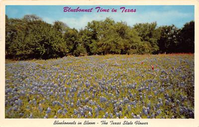 State Flower Of Texas TX