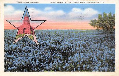 State Flower Of Texas TX