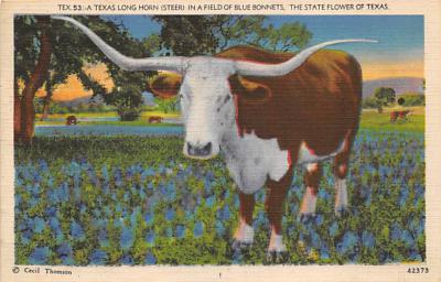 Texas Longhorn TX