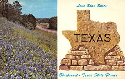 State Flower Of Texas TX