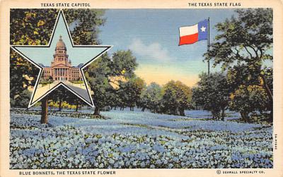 State Flower Of Texas TX