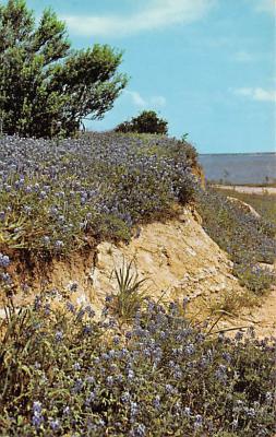 State Flower Of Texas TX