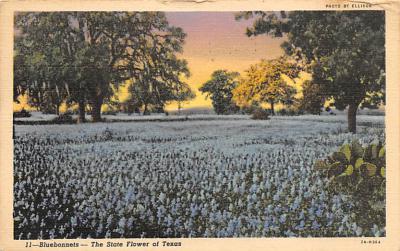 State Flower Of Texas TX