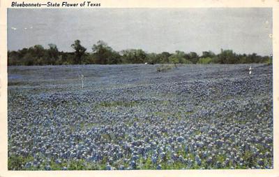 State Flower Of Texas TX